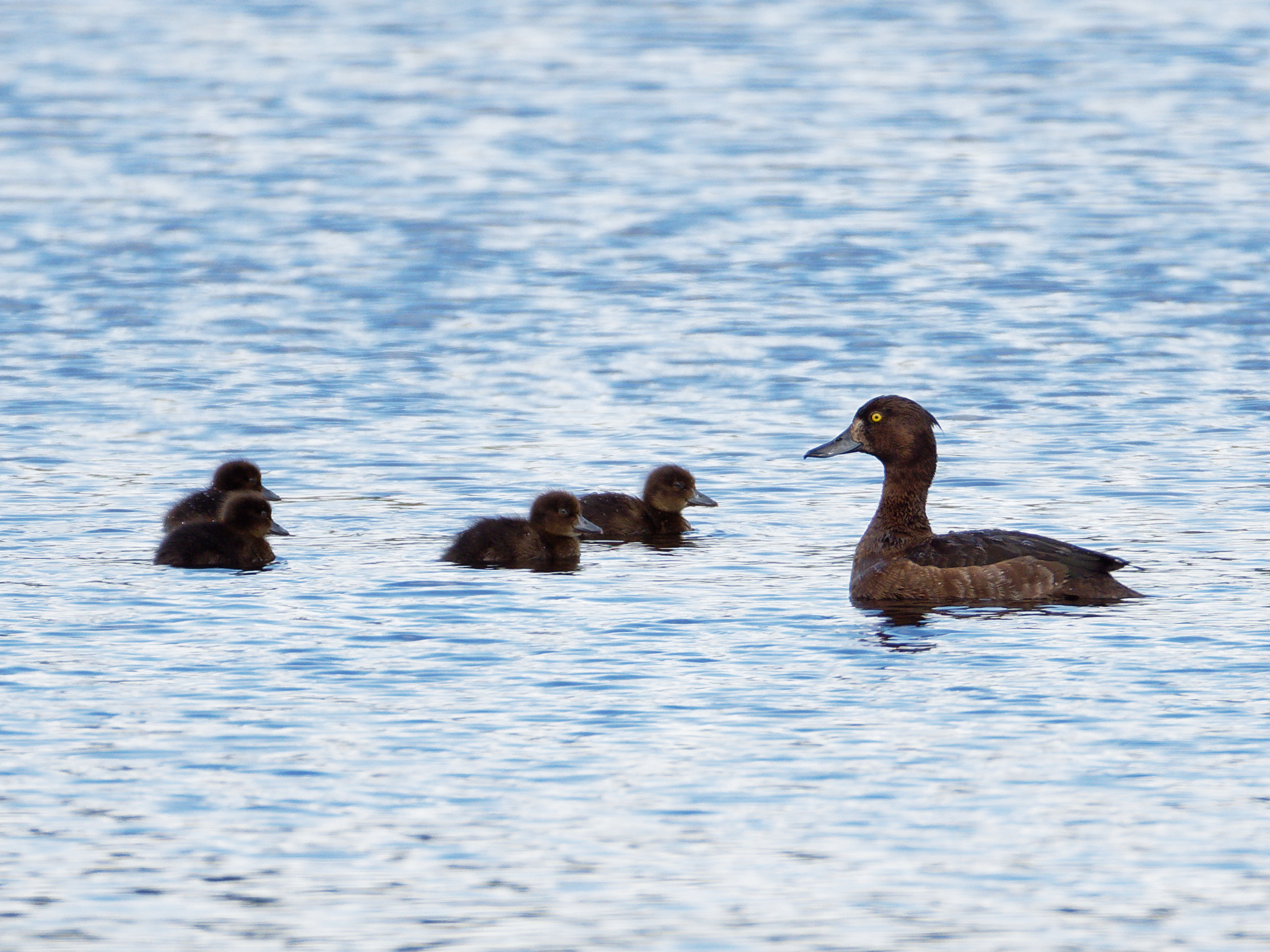 Female tufted duck with ducklings