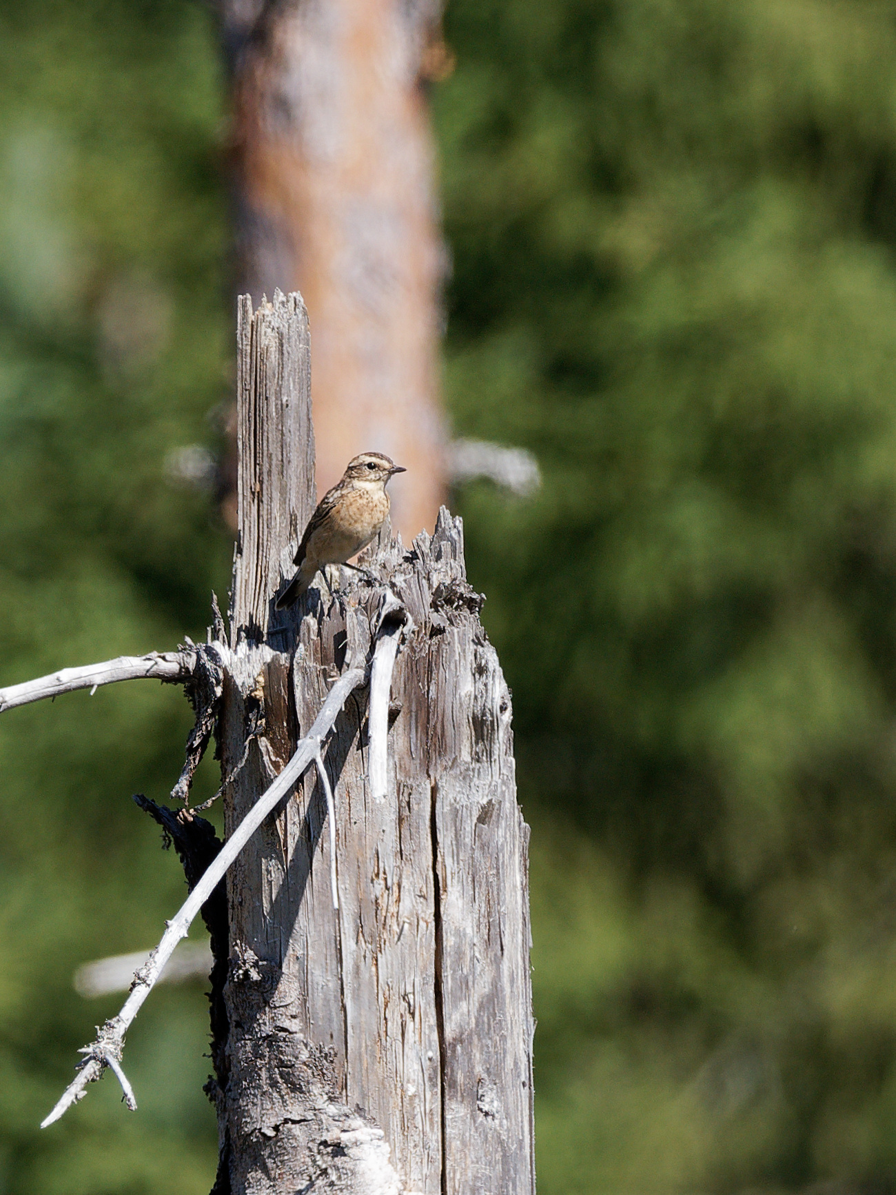 Female whinchat