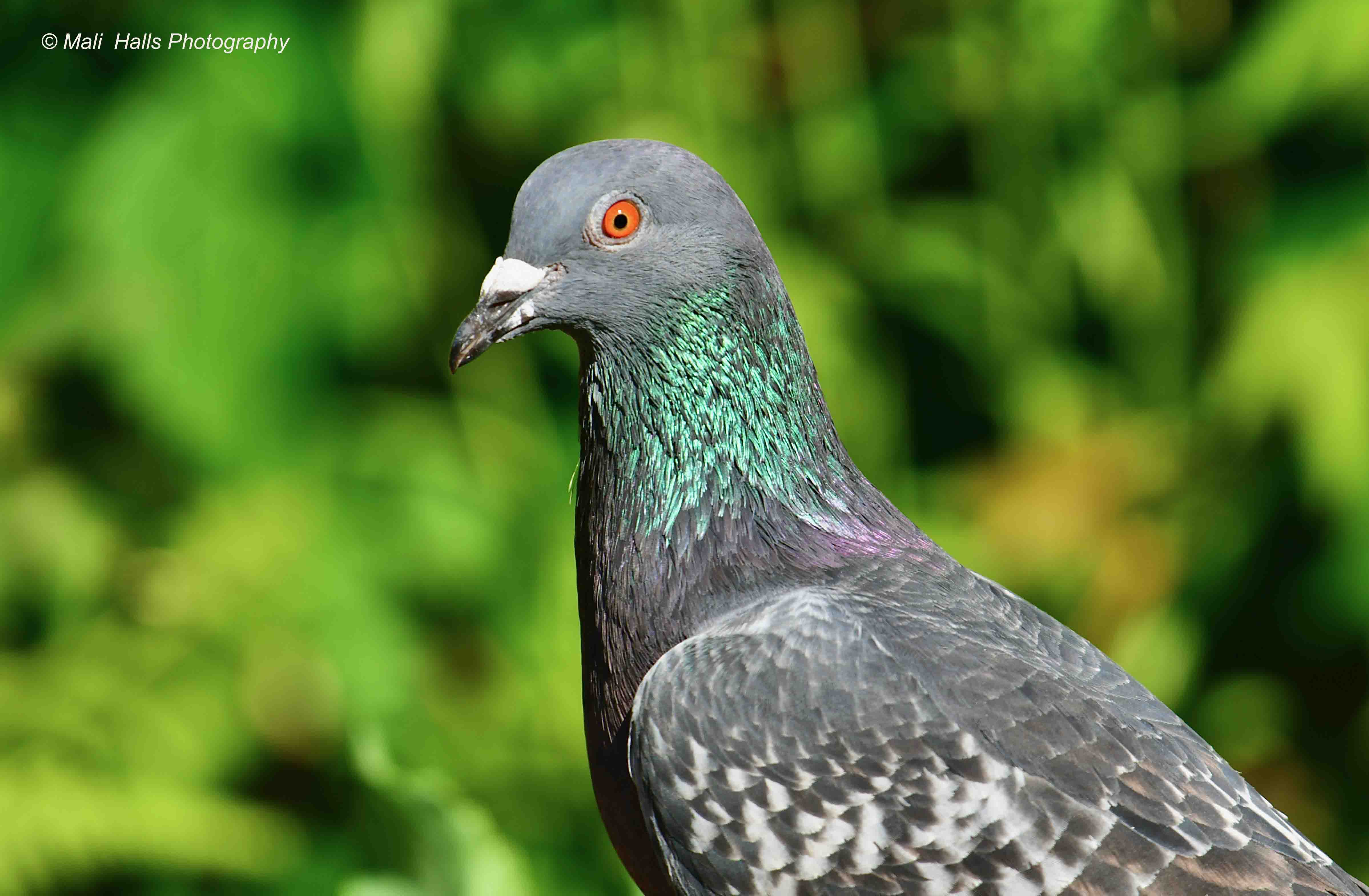 Feral Pigeon 2354.jpg