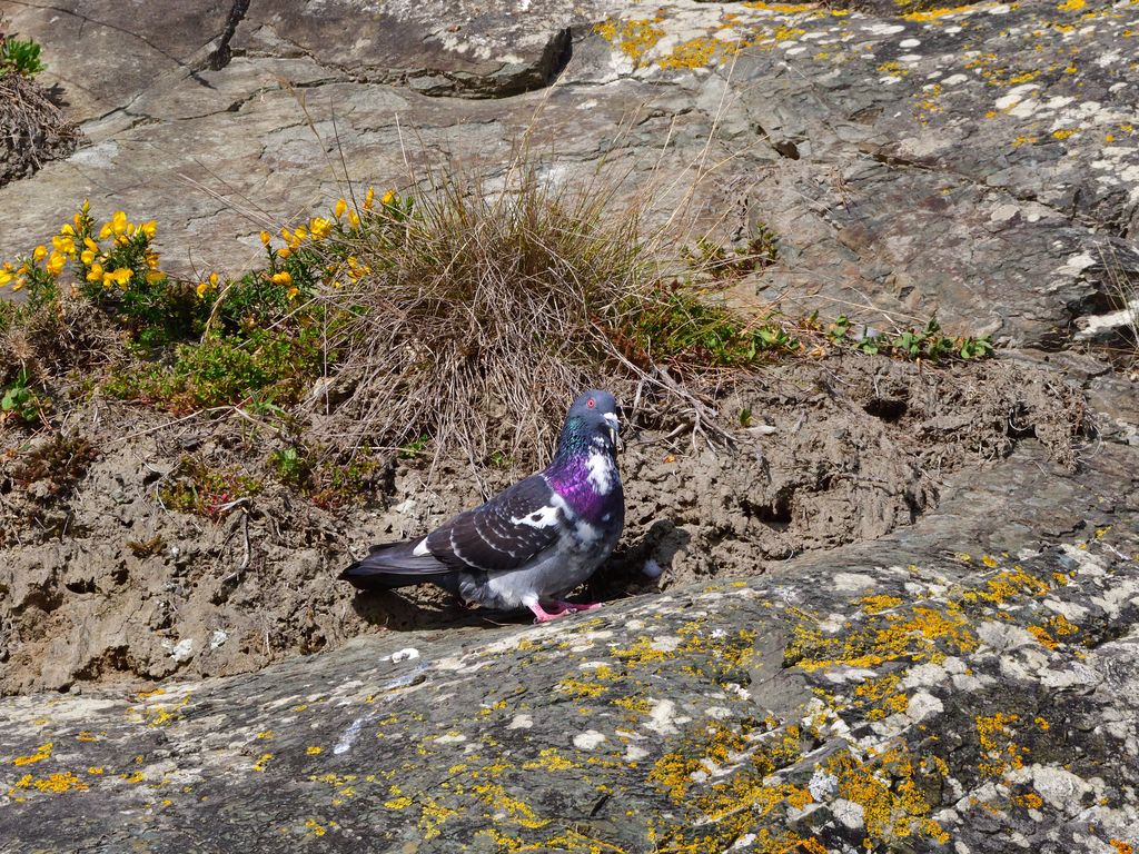 Feral Pigeon