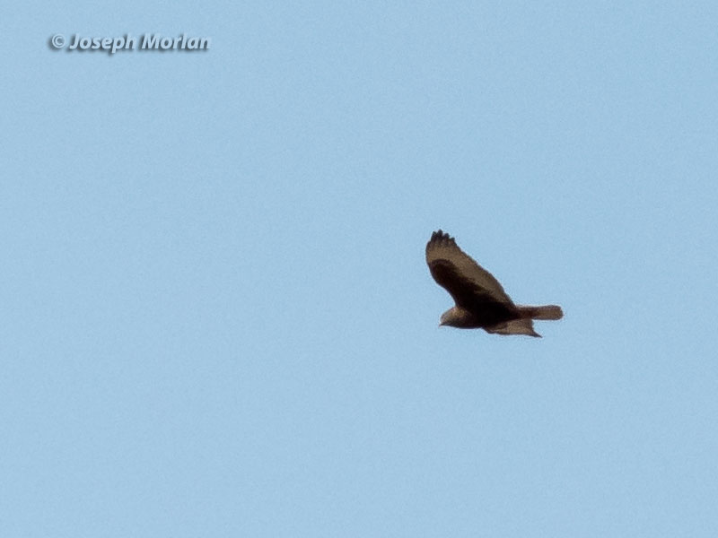 Ferruginous Hawk