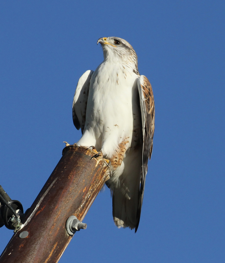 Ferruginous Hawk