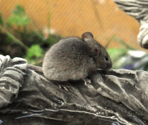 Field Mouse