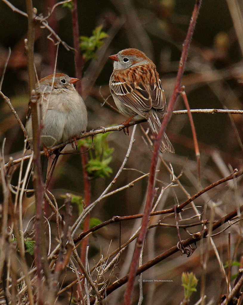 Field Sparrow Pair