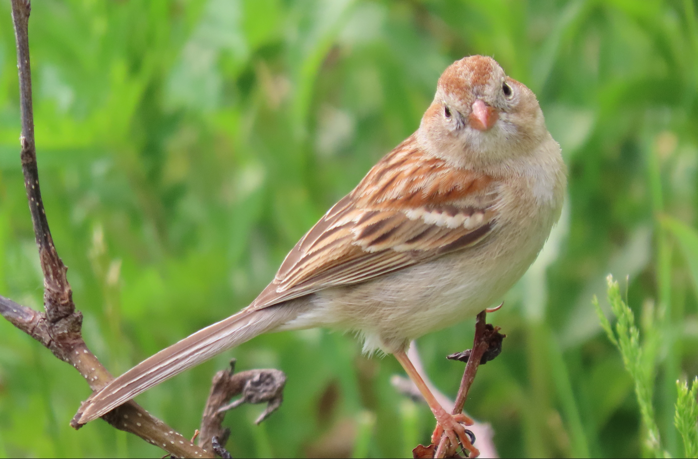 Field sparrow