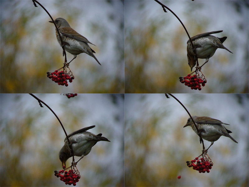 Fieldfare action