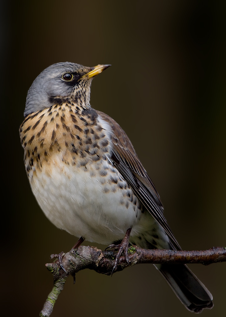 Fieldfare