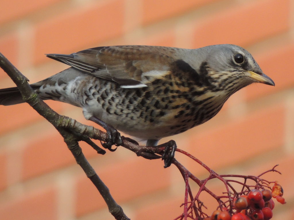 FIELDFARE