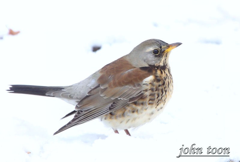 fieldfare