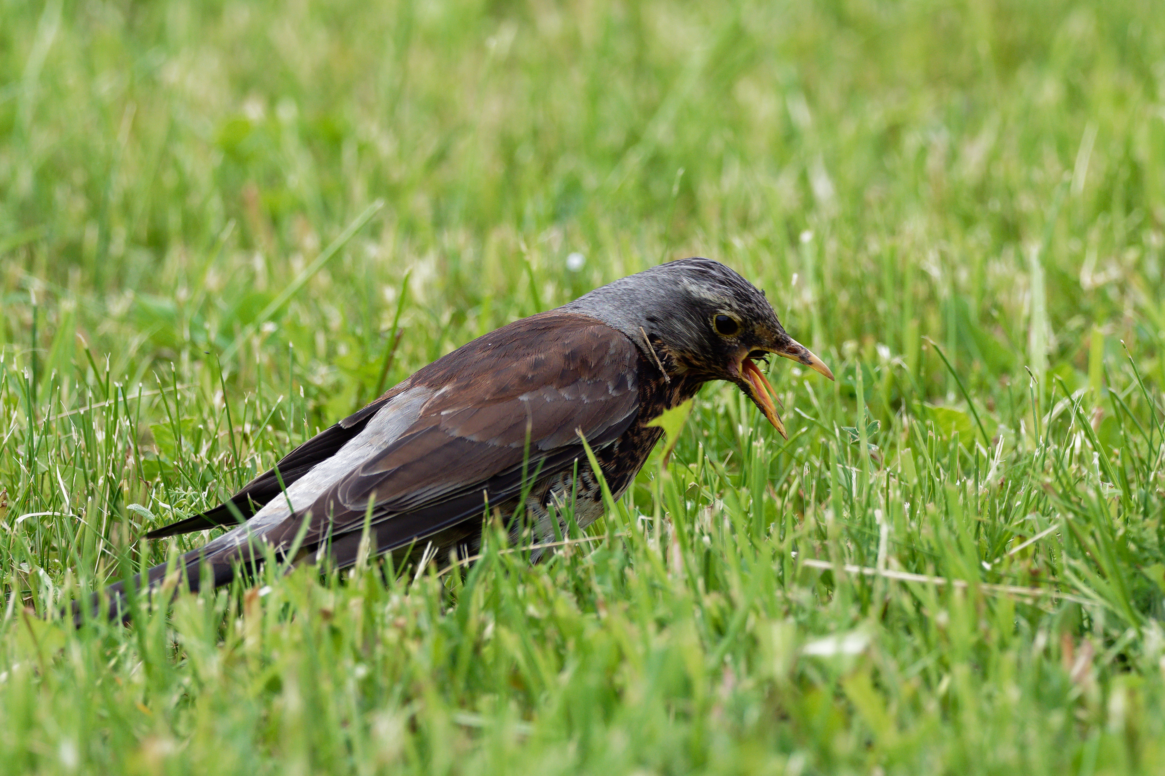 Fieldfare