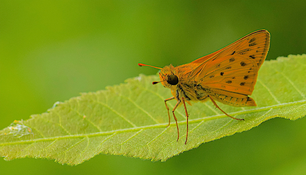 Fiery Skipper