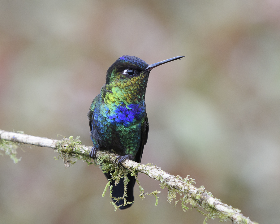 Fiery-throated Hummingbird