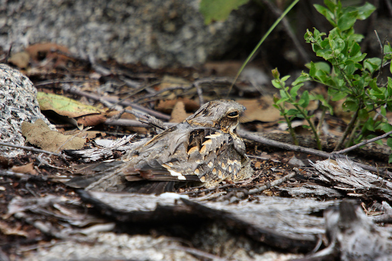 Fierynecked Nightjar