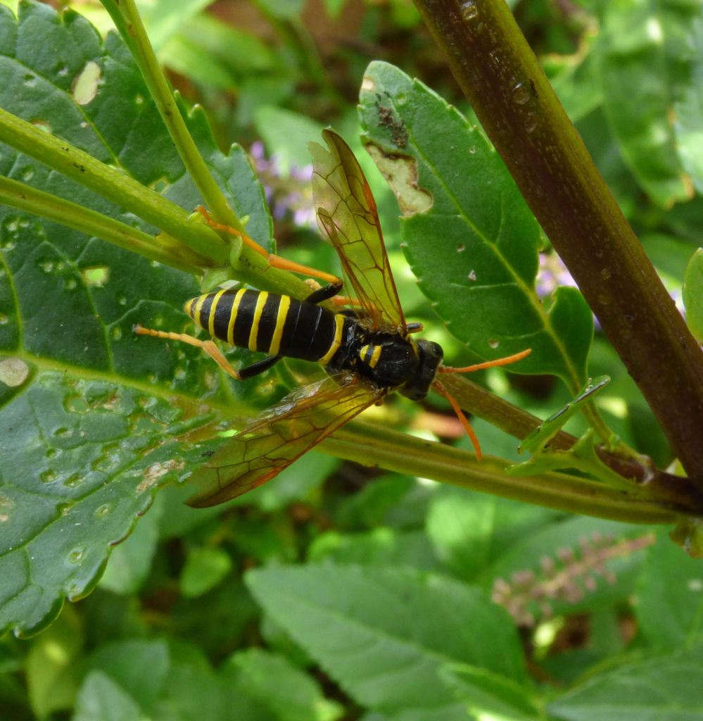 Figwort Sawfly