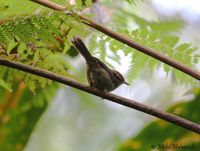 Fiji Bush Warbler (Horornis ruficapilla) Opus