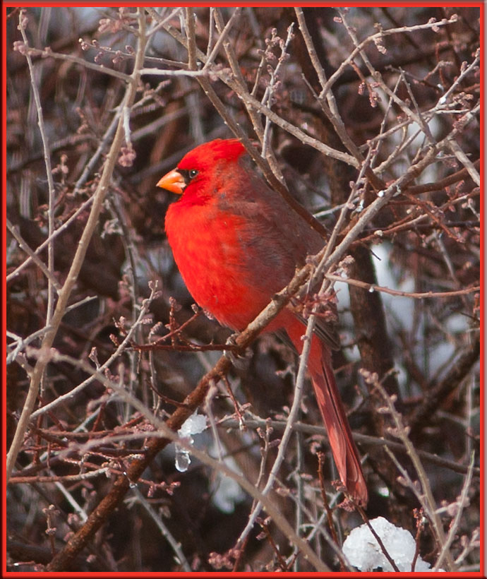 Finally a snowy cardinal