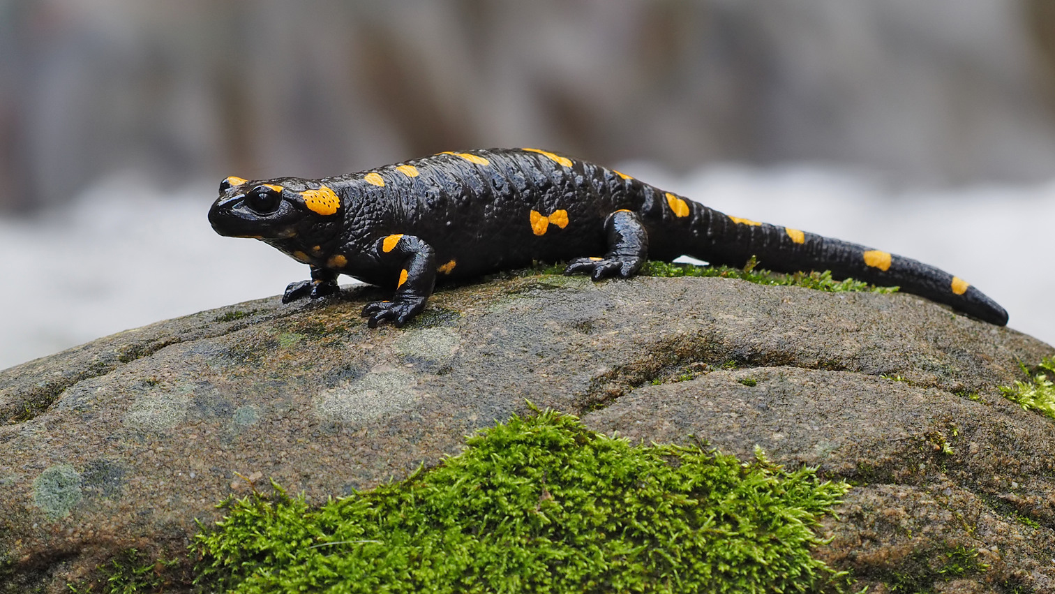 Fire Salamander