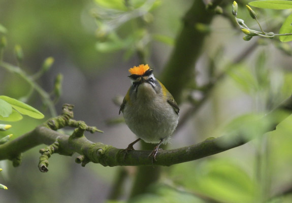 Firecrest