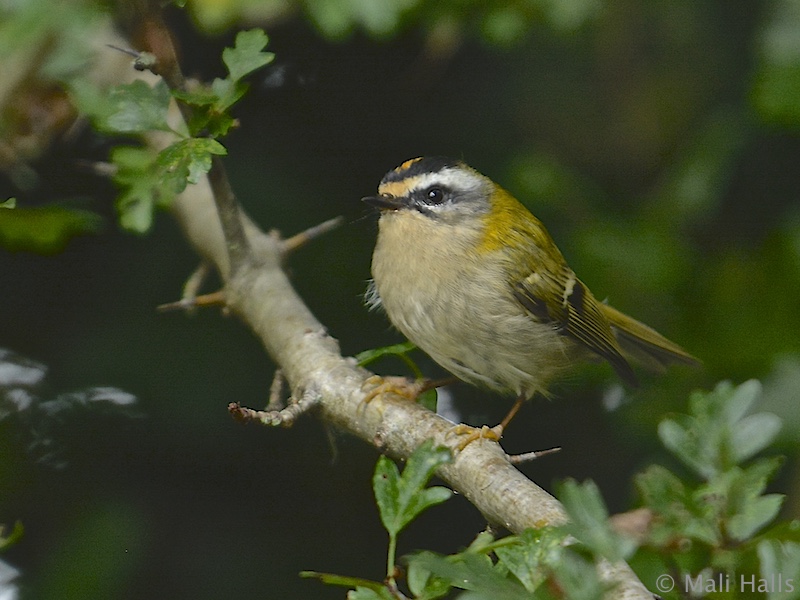 Firecrest