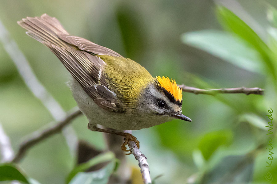 Firecrest