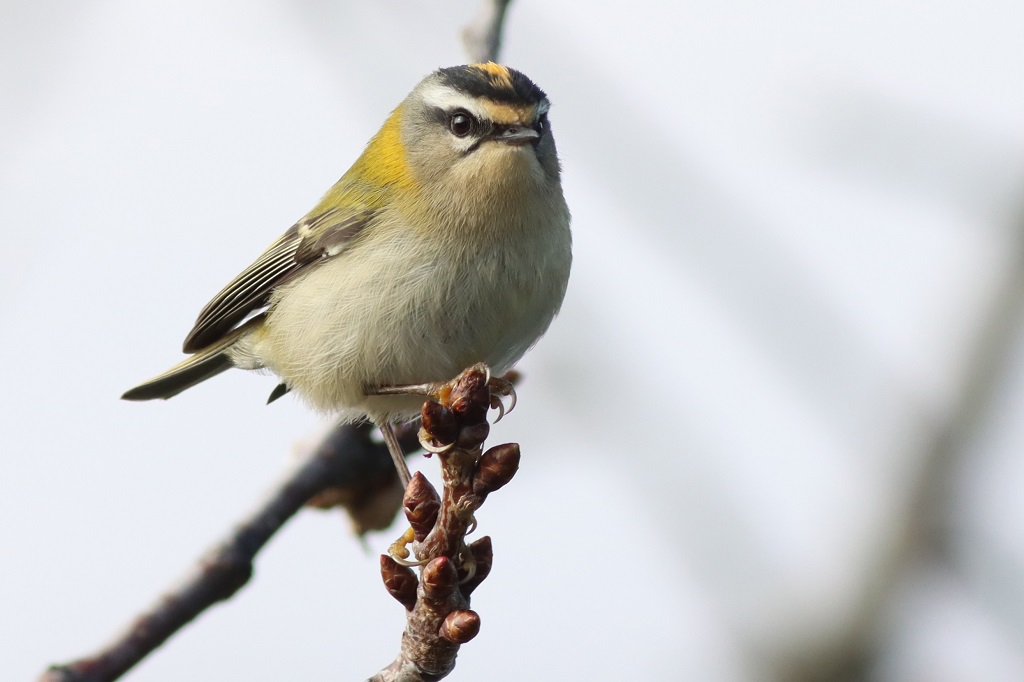 firecrest