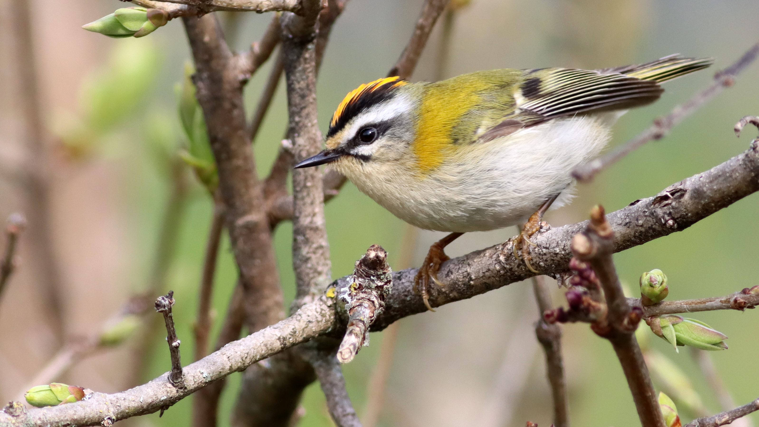 firecrest