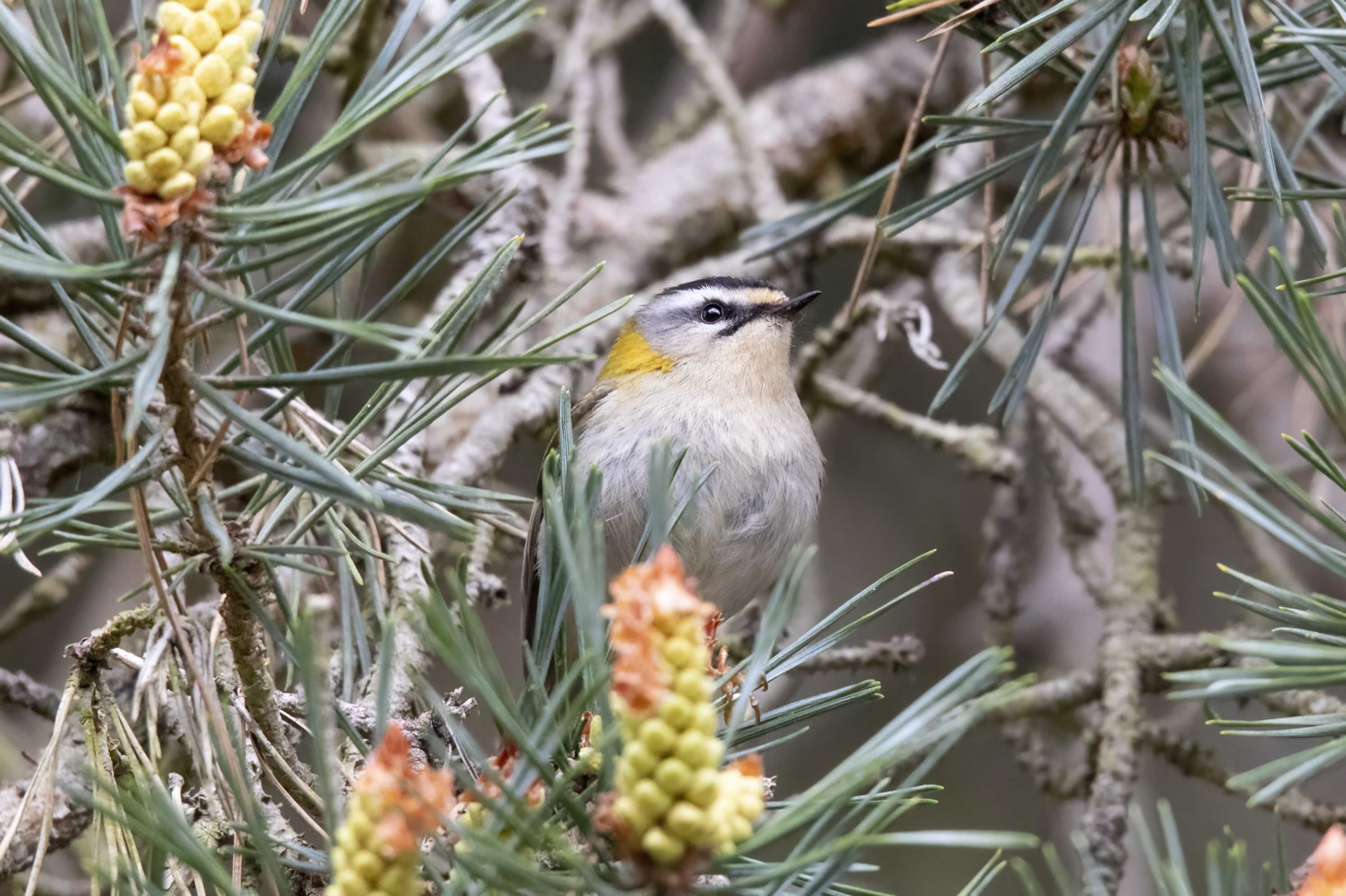 Firecrest