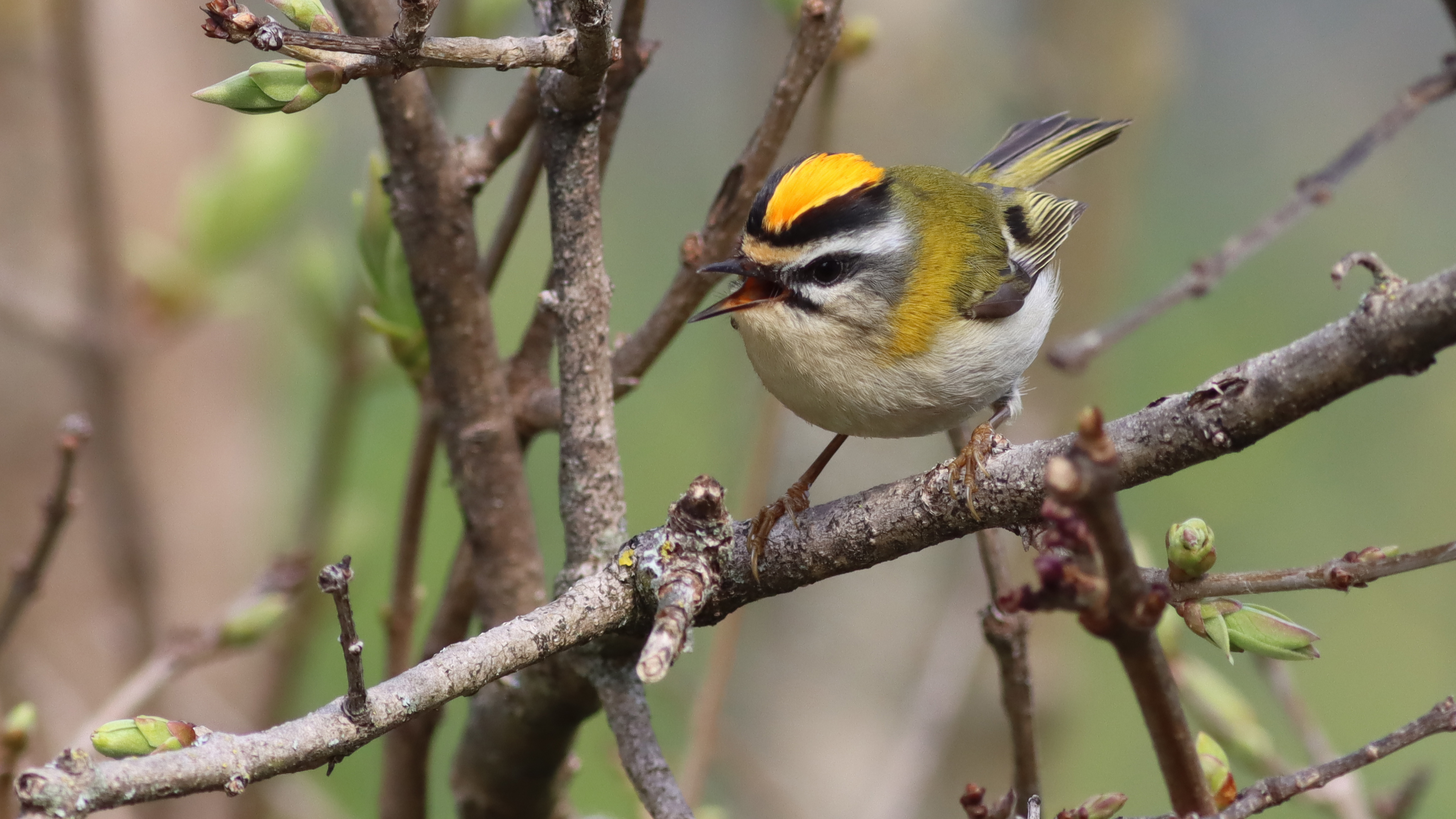 firecrest