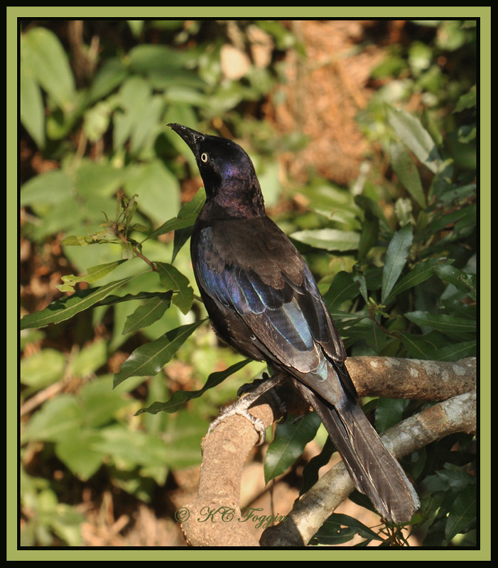 First I've seen in my garden for quite awhile