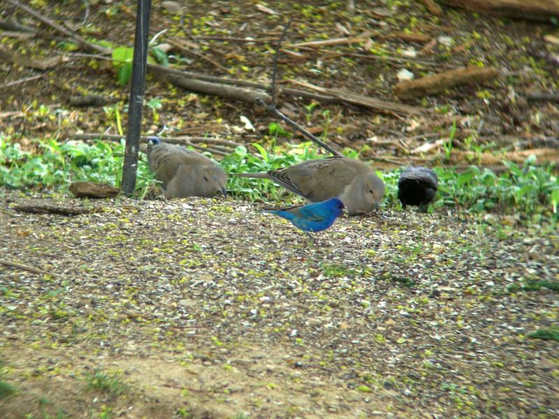 First of the Year Indigo Bunting