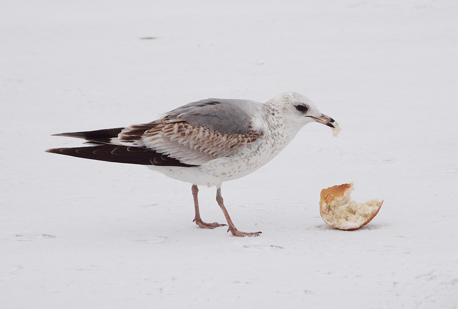First winter Common Gull