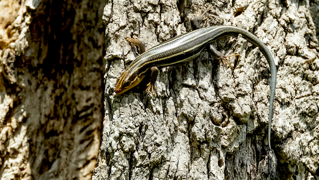 Five-lined Skink (female).jpg