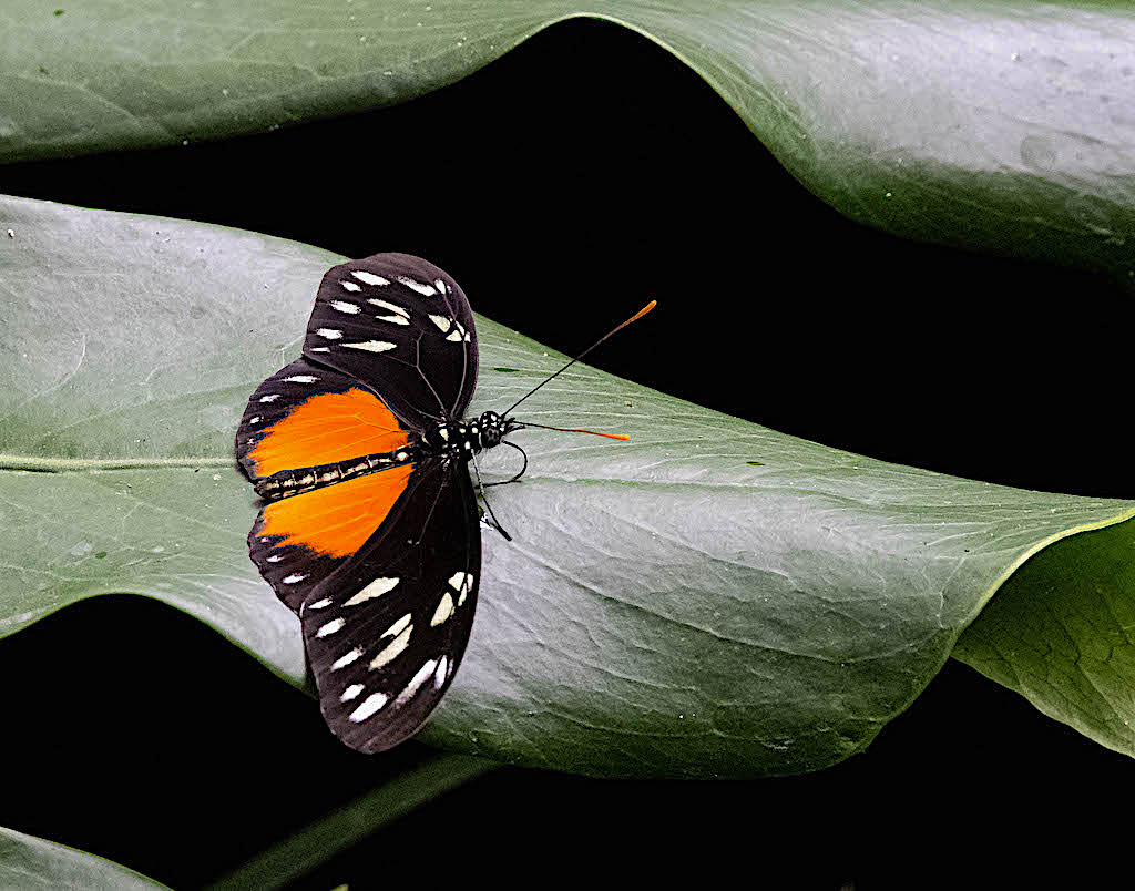 Five-spotted Longwing