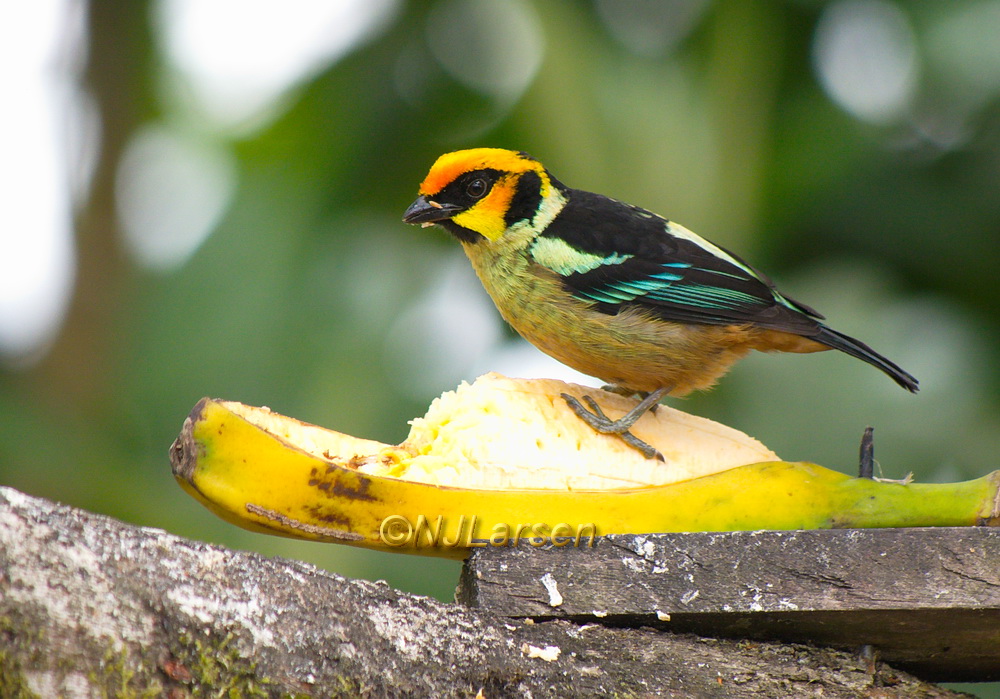 Flame-faced Tanager