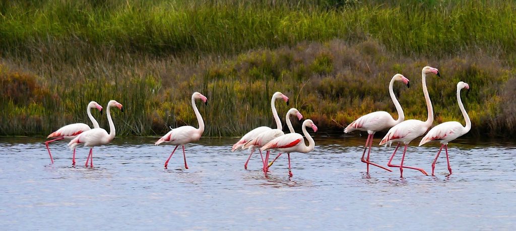 Flamingo foot patrol...on guard for the Camargue
