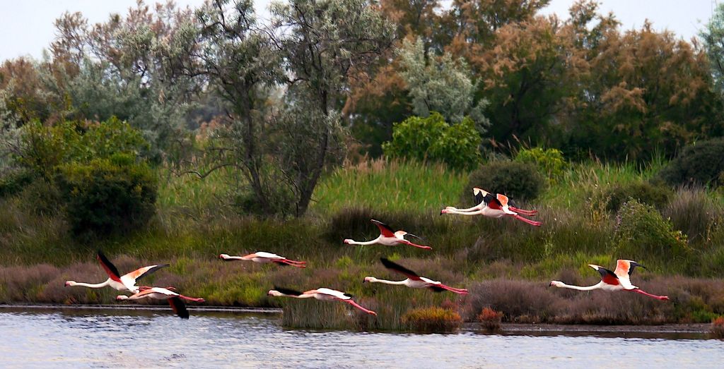 Flamingo squadron on patrol