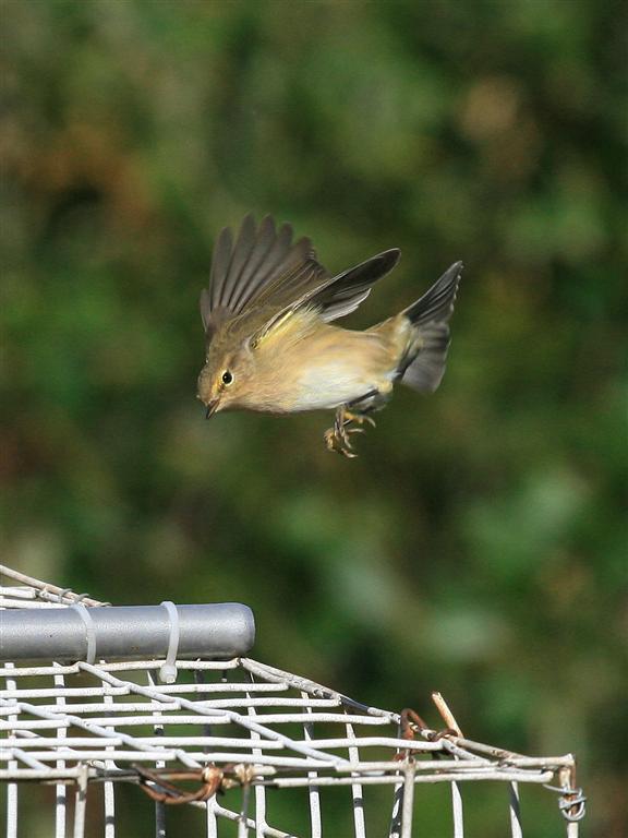 Flaps set for landing.