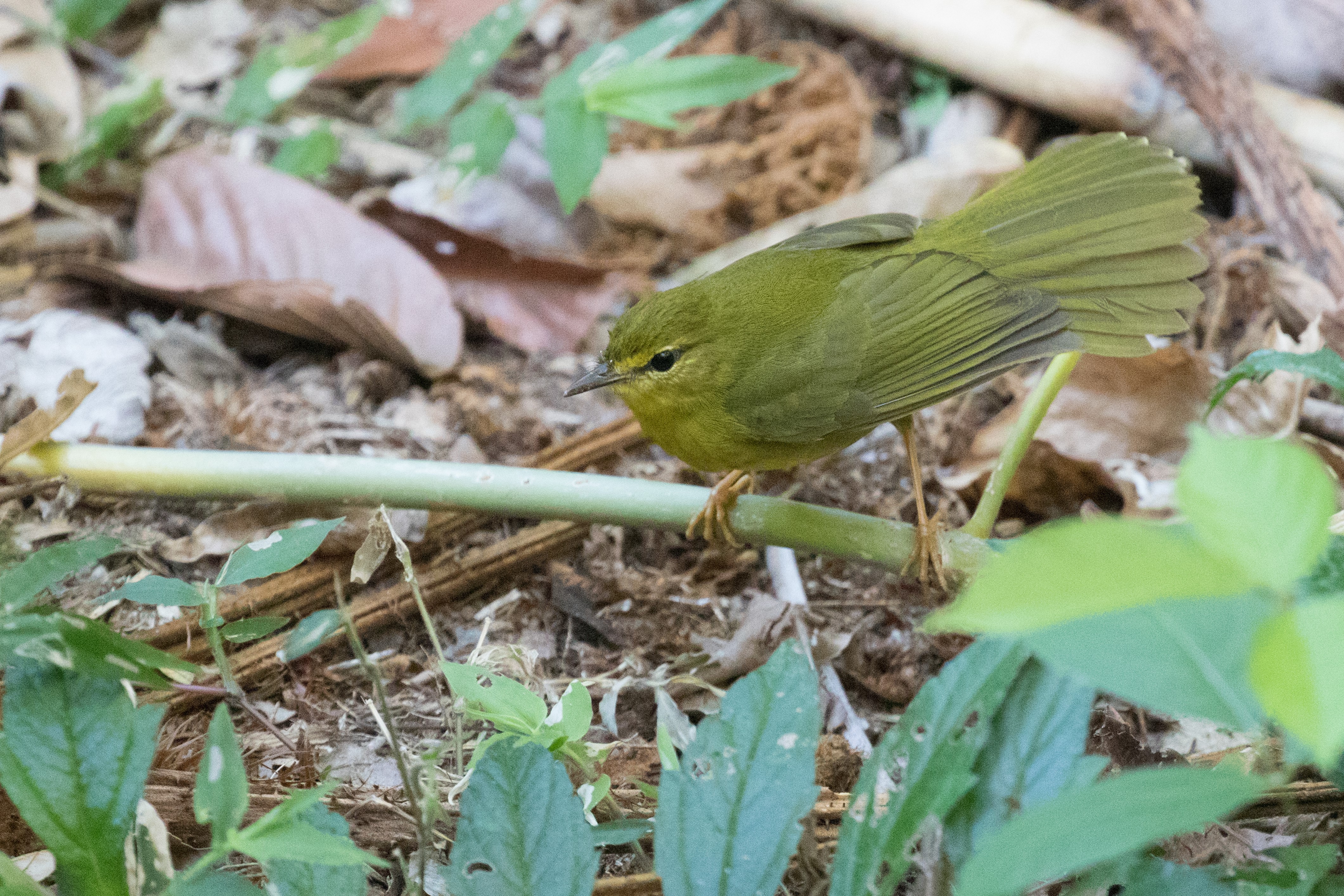 Flavescent Warbler