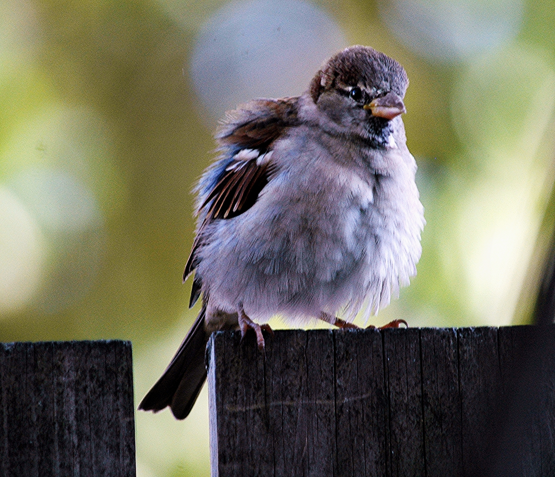 Fledgling sparrow