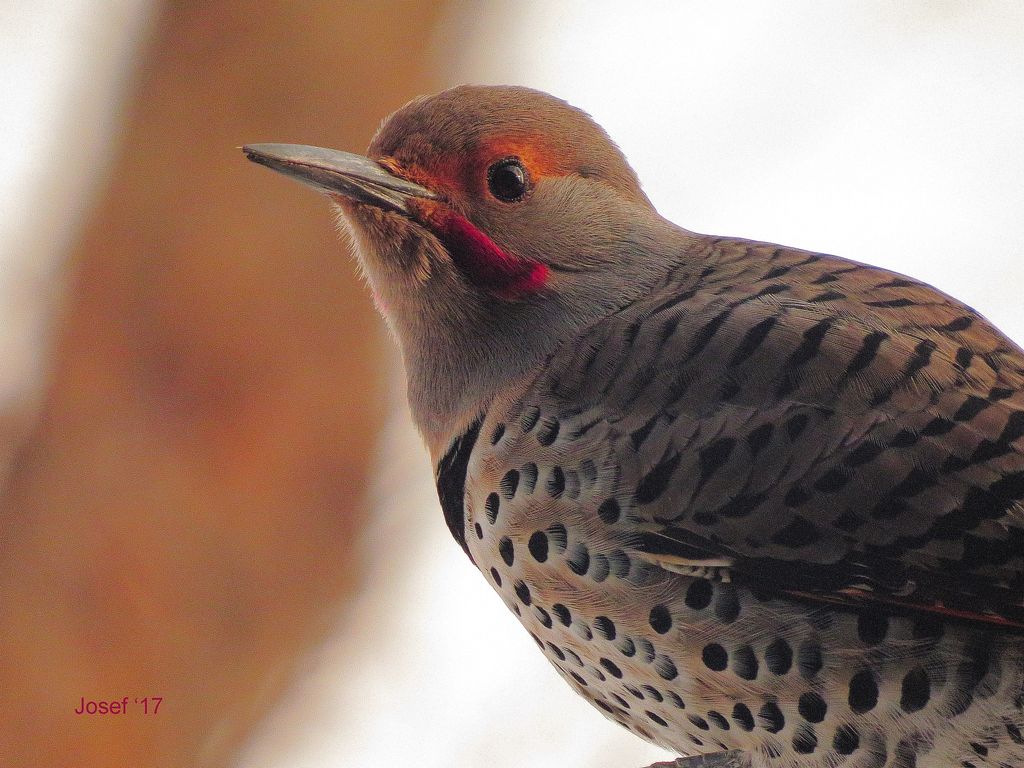 Flicker Detail