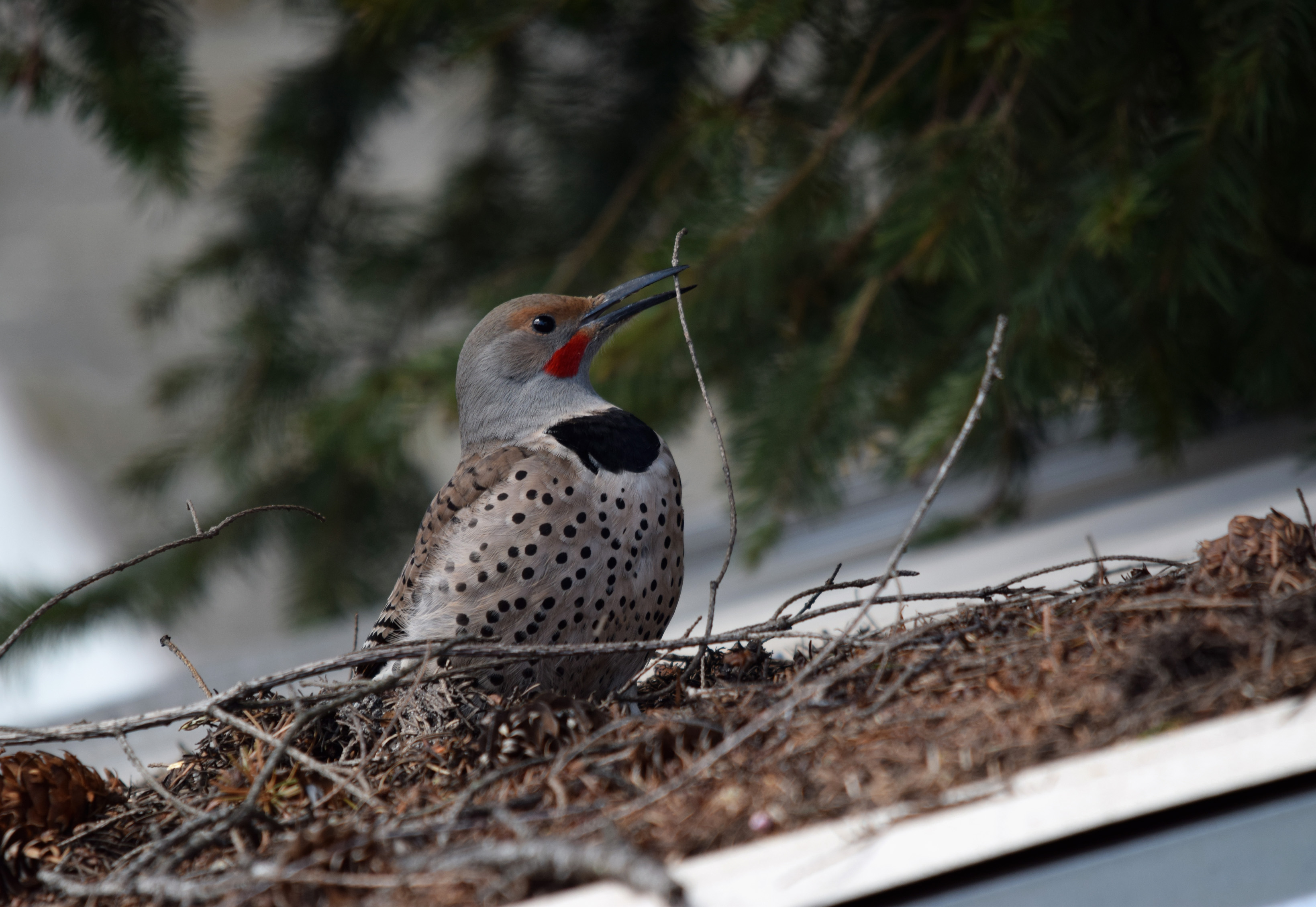 Flicker on roof