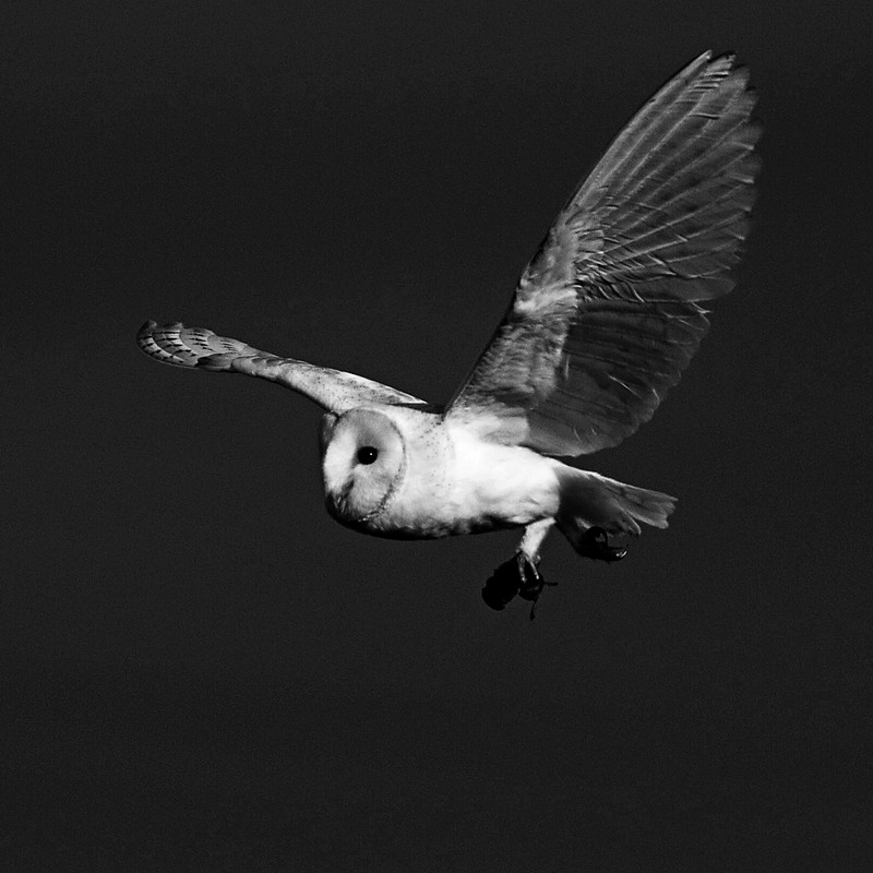 Flight at Night