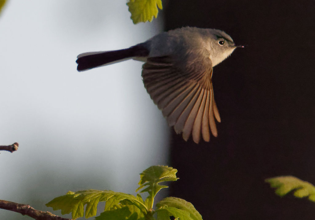 Flight of the Blue-gray Gnatcatcher