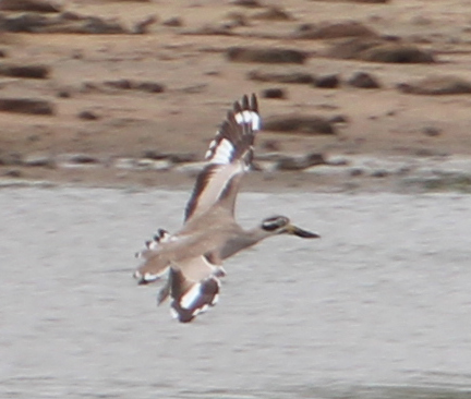 Flight shot of Great Thick-Knee