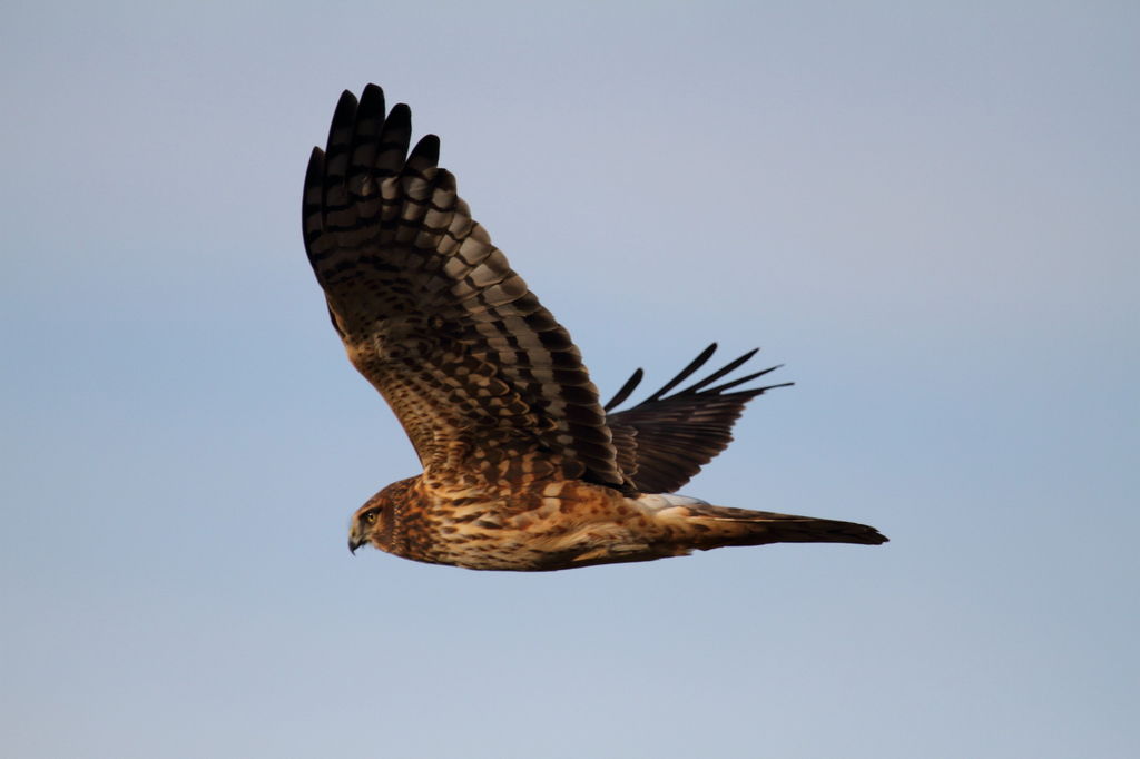 Flight shot of Northern harrier- female