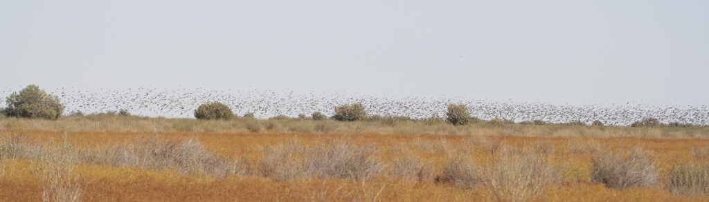 Flock Bronzewing