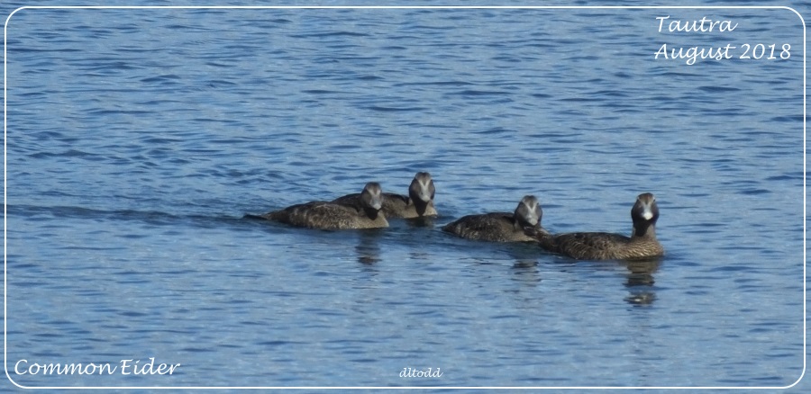 Flotilla