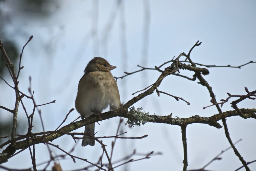 Fluffed Up