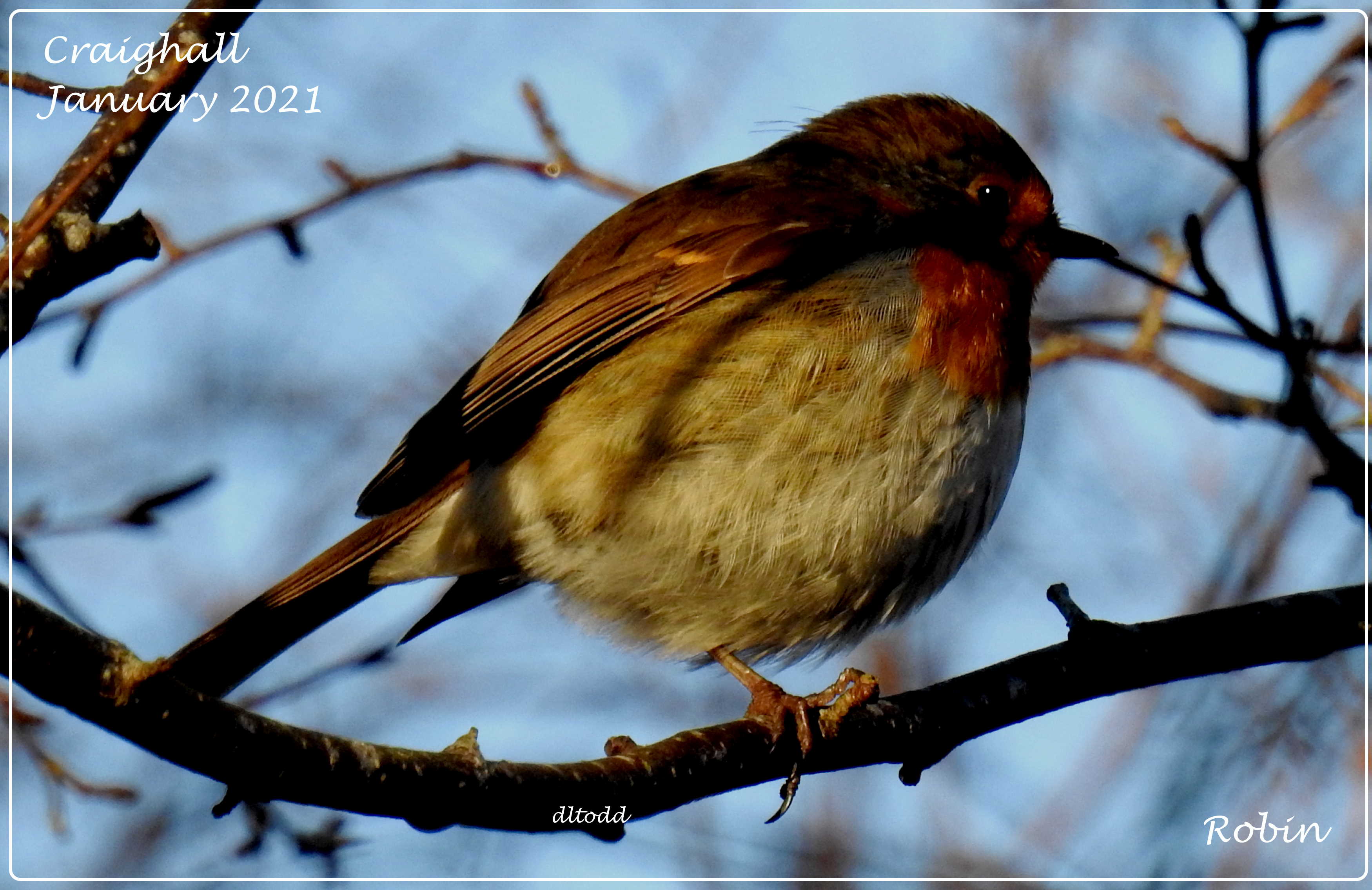 Fluffed up