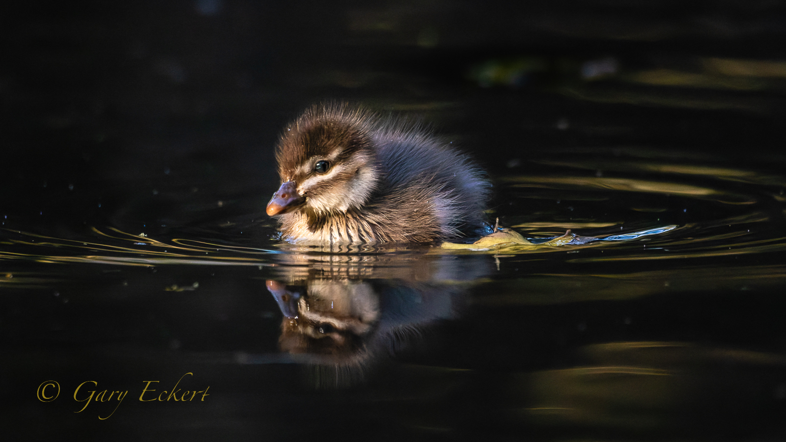 Fluffy Duck